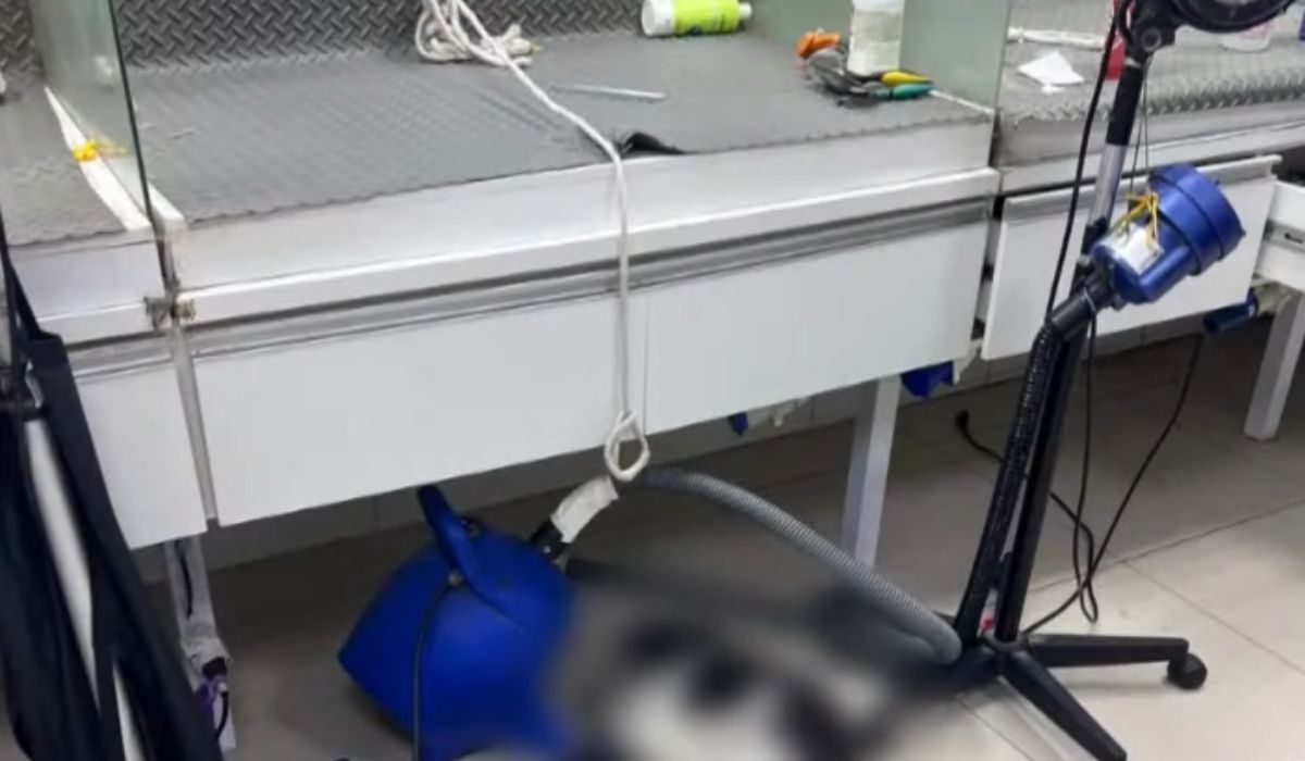 Clínica Investigados confessaram ter deixado cachorra sozinha amarrada em bancada após banho, configurando maus-tratos