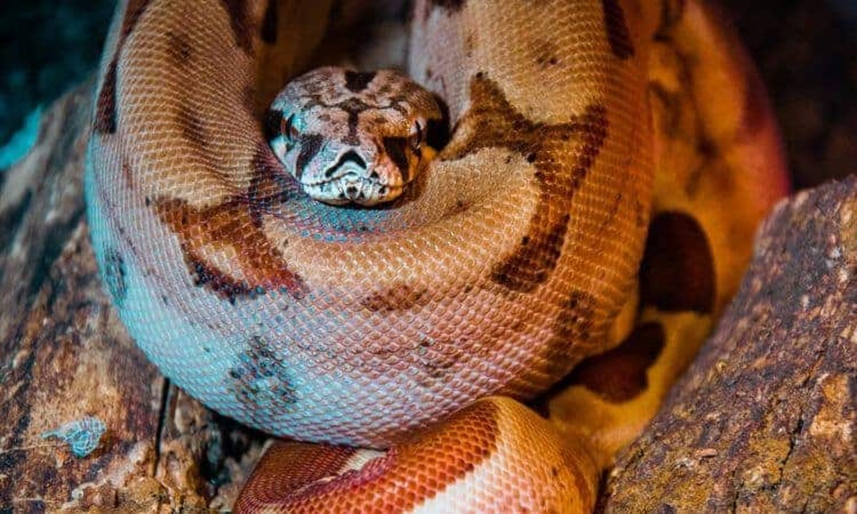 Cobra Cobra