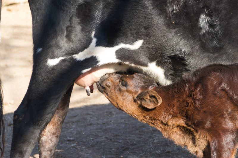 Bezerro bebendo leite Bezerro bebendo leite da vaca