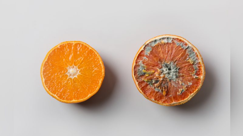 Laranja boa e laranja mofada Imagem de laranja boa e laranja mofada