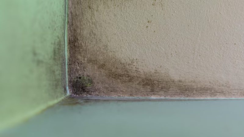 como limpar parede suja sem pintar Parede suja de mofo como limpar parede suja sem pintar