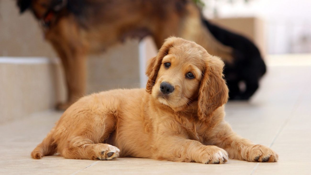 Como introduzir um novo pet à família? Veja as dicas! Como introduzir um novo pet à família? Veja as dicas!