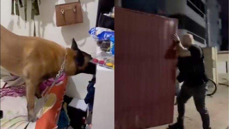 Ação policial no Condomínio do Crime Foto dividida mostra cão farejador e policial no chamado "Condomínio do Crime" em Bombinhas