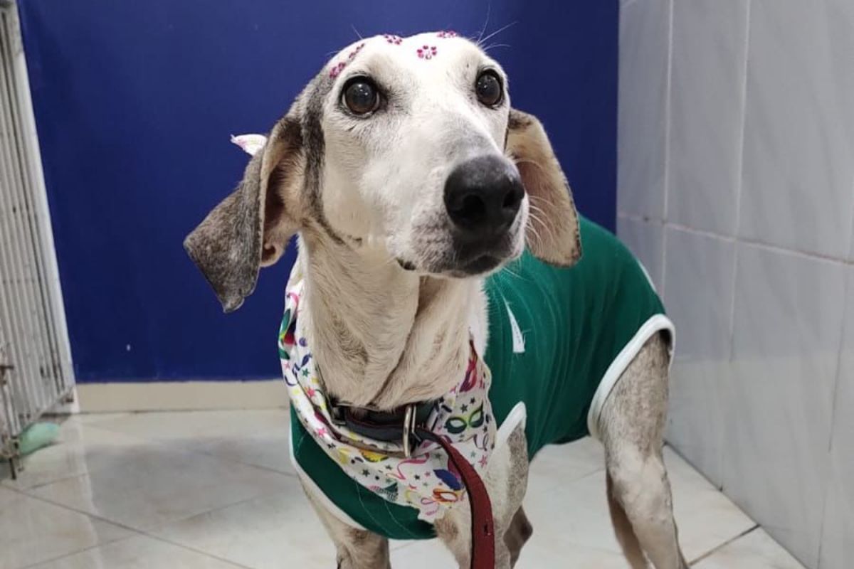 Dentes cortados e tumores a virada na vida da cadela Camila em SC; Justi&ccedil;a afastou tutor – Foto: Divulga&ccedil;&atilde;o/MPSC/ND