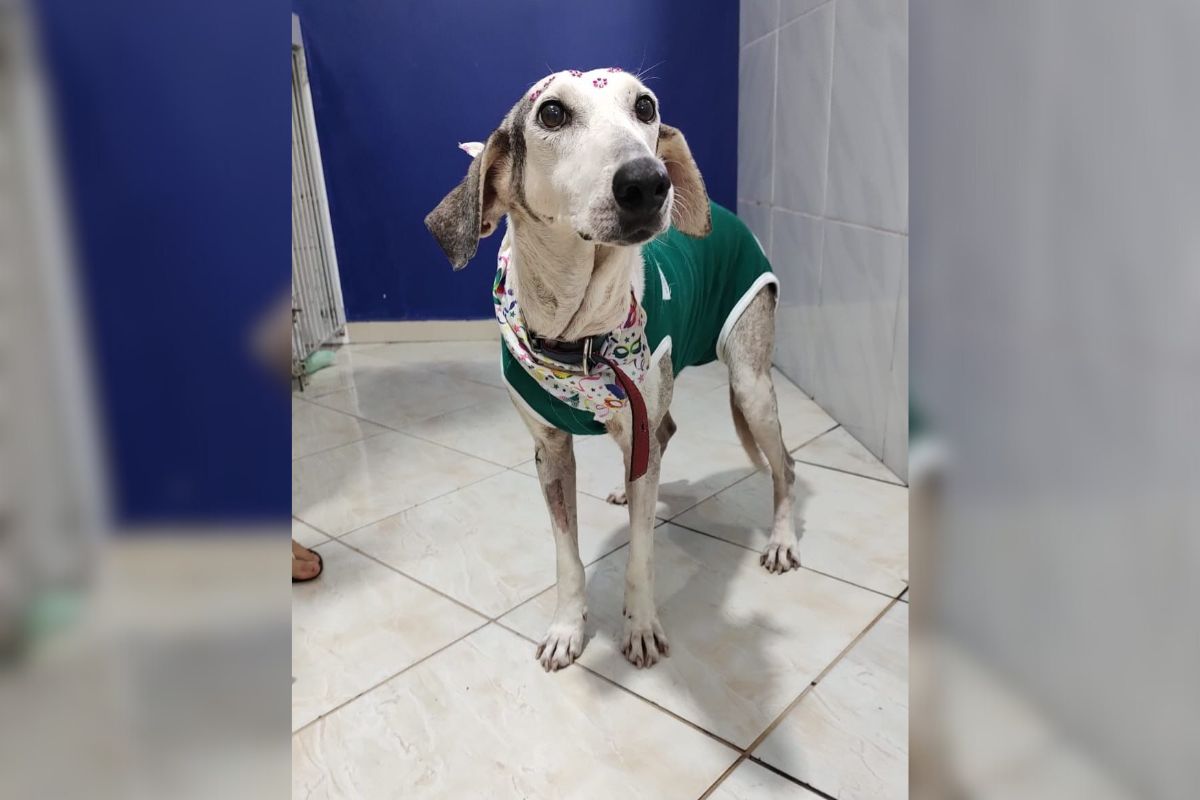 Dentes cortados e tumores a virada na vida da cadela Camila em SC; Justi&ccedil;a afastou tutor – Foto: Divulga&ccedil;&atilde;o/MPSC/ND