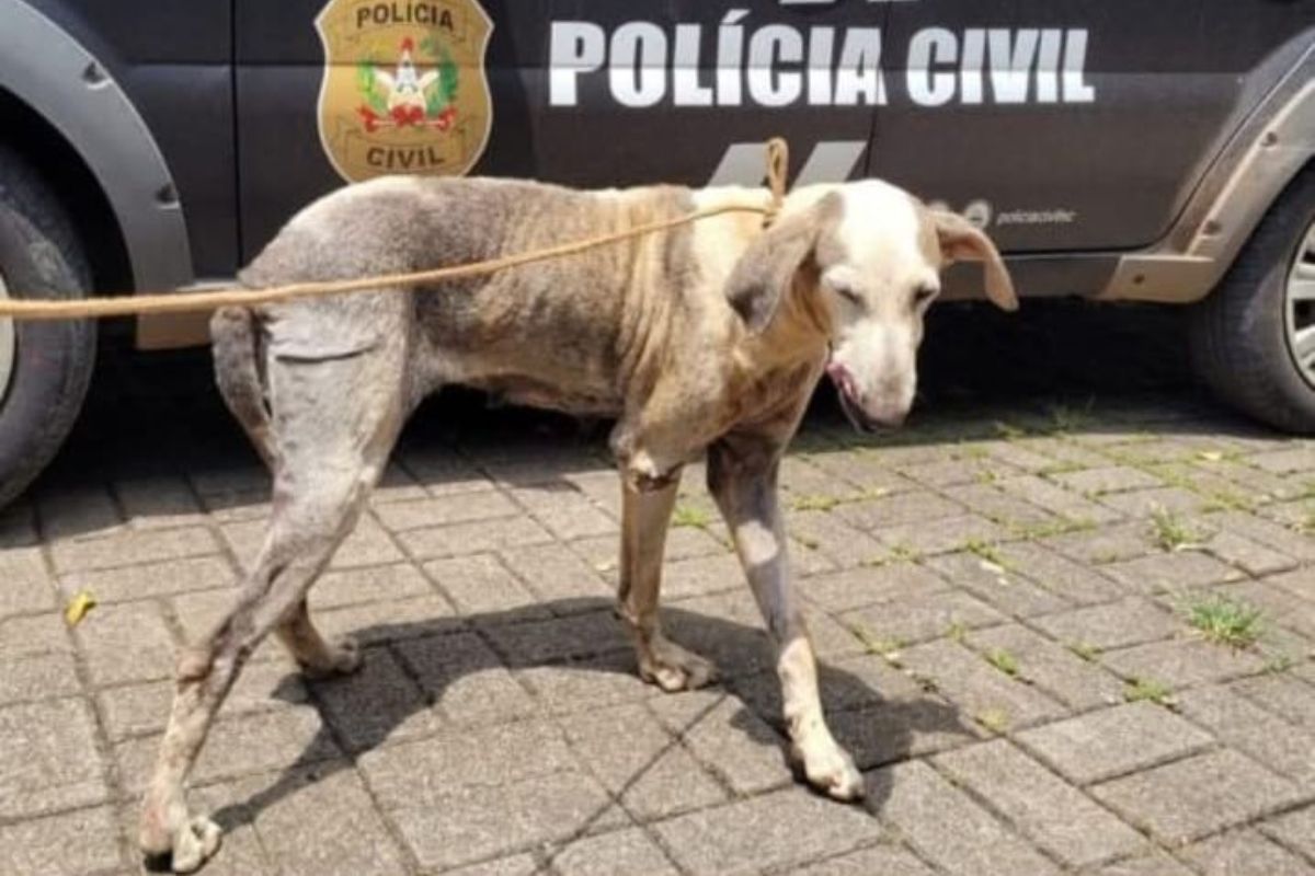 Dentes cortados e tumores a virada na vida da cadela Camila em SC; Justi&ccedil;a afastou tutor – Foto: Divulga&ccedil;&atilde;o/MPSC/ND