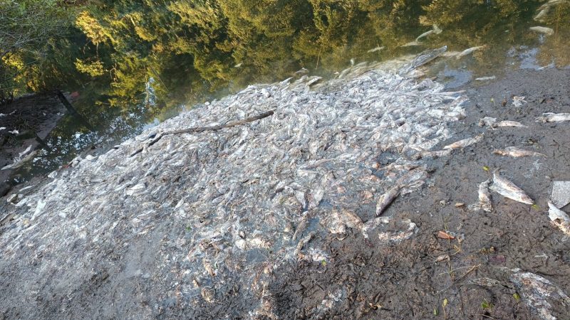 Restos de peixe Foto mostra restos de peixe em rio de Balneário Piçarras