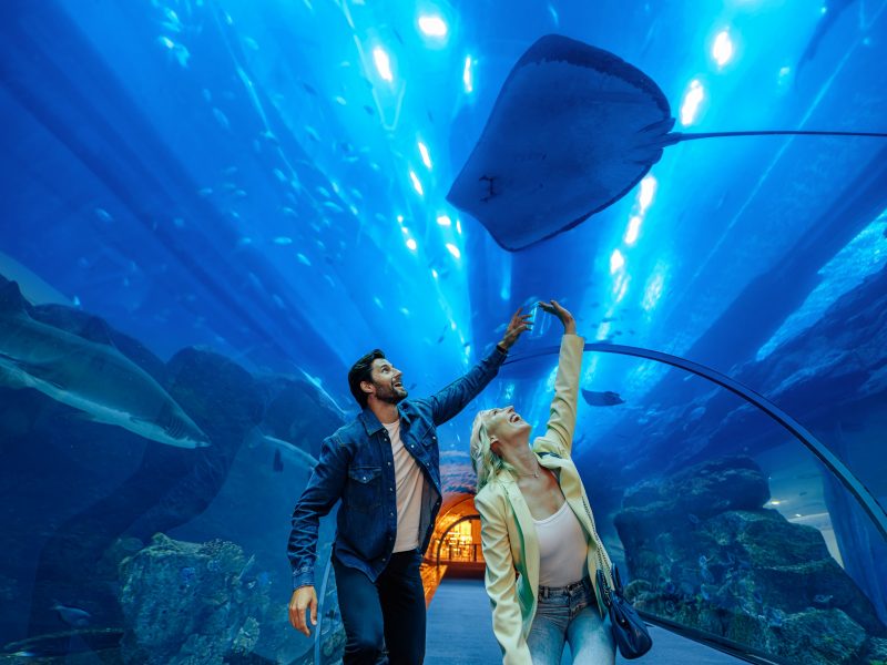 Dubai Aquarium & Underwater Zoo apresenta uma rica experiência de fauna