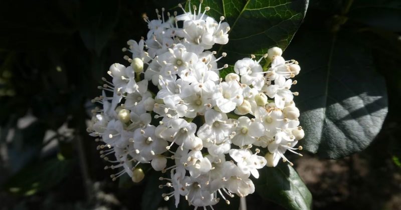 Durillo Flor Durillo