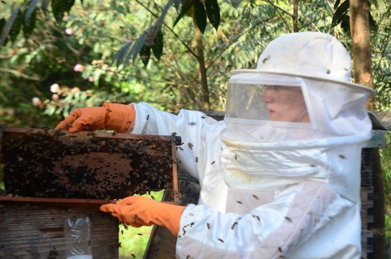 Embaixadores asiáticos vão conhecer o mel produzido em Santa Catarina como novo produto a ser exportado