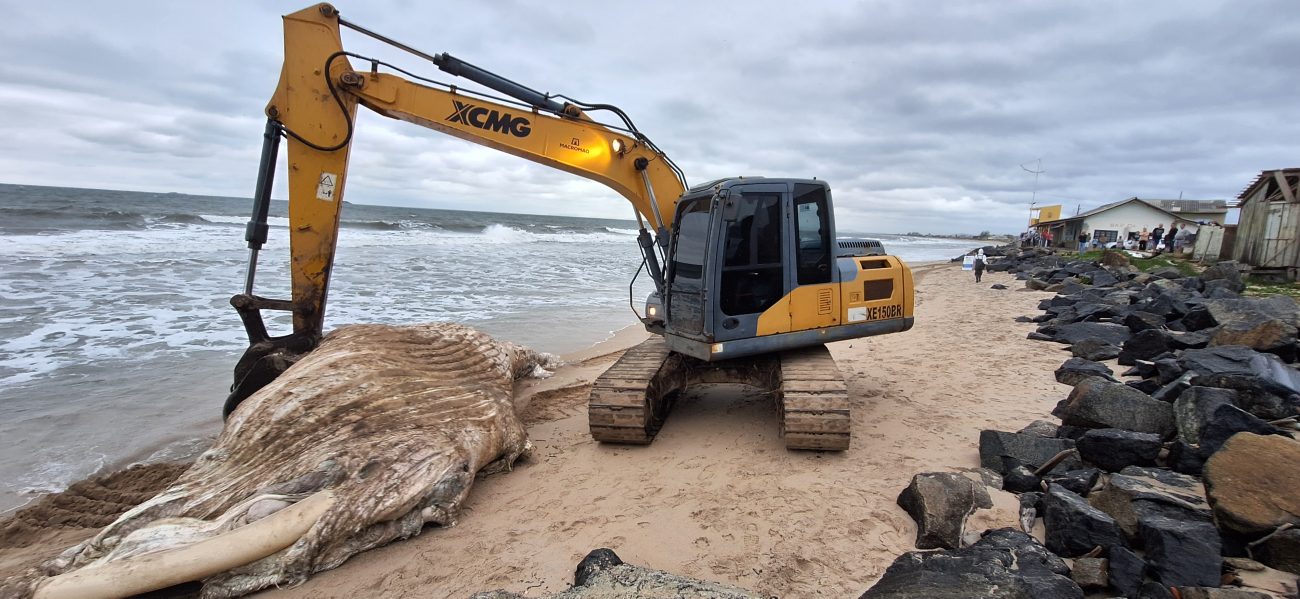 Baleia-jubarte aparece morta em praia de SC 