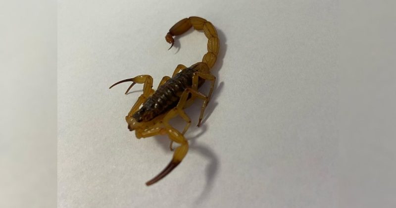 Escorpião-amarelo Escorpião-amarelo, espécie considerada altamente venenosa