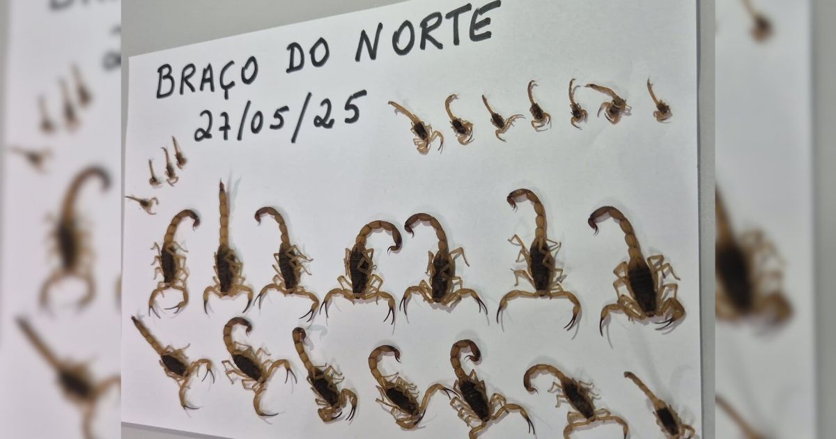 Foto dos 25 escorpiões-amarelos capturados em Braço do Norte no último dia 27 de maio