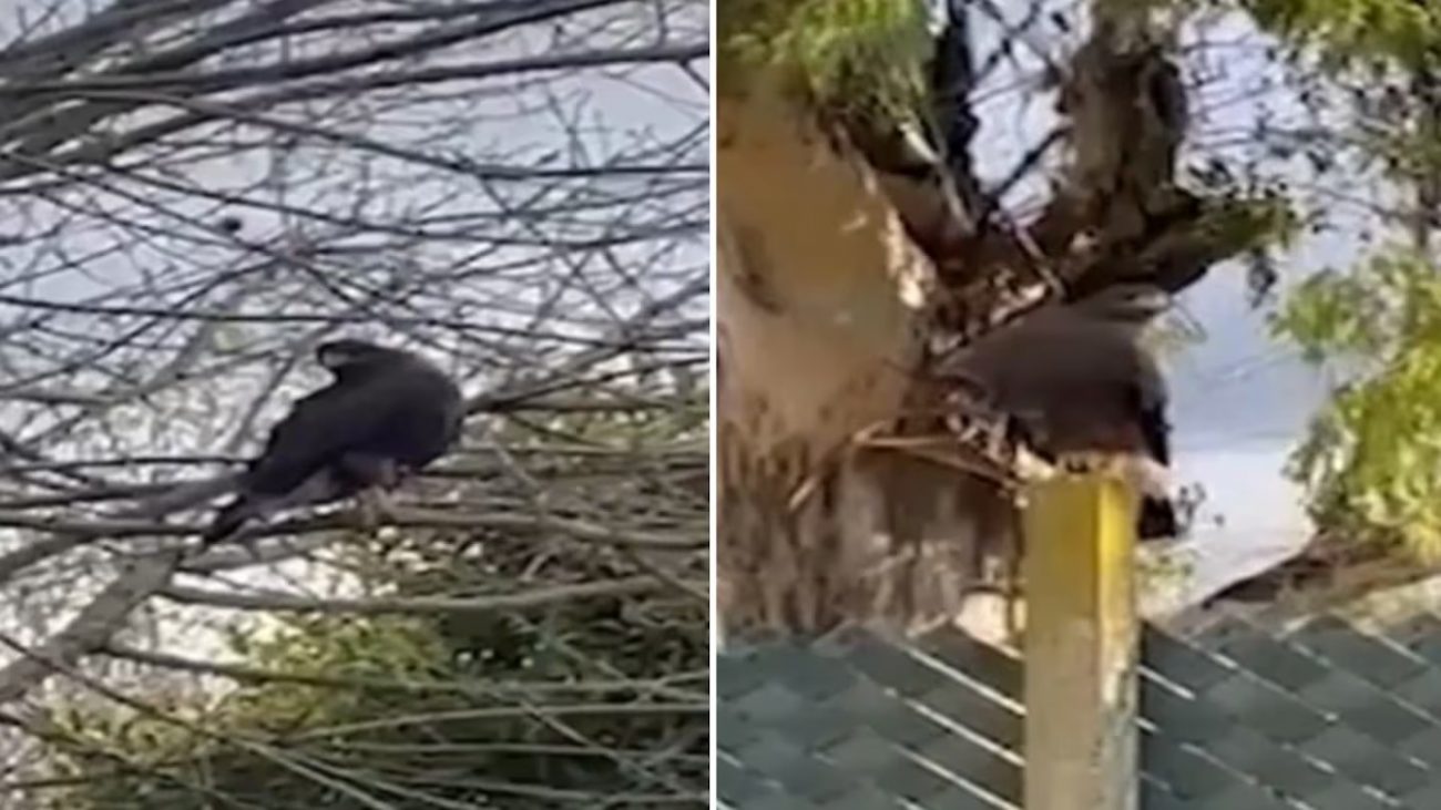 Falcão Falcão 'assassino'