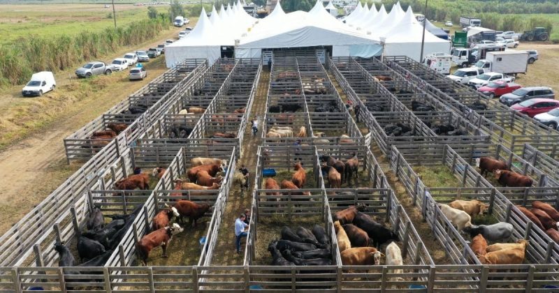 Feira de Tubarão Imagem da feira agropecuária de Tubarão, para demostrar qual vai ser assunto abordado na matéria
