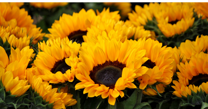 Girassol Imagens de vários girassóis, para mostrar para os leitores como a flor é bonita e possuem um rápido crescimento