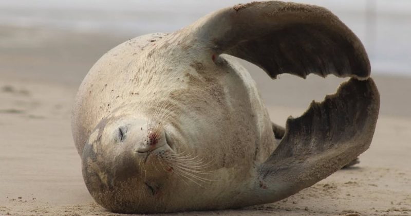Foca-caranguejeira é vista no Sul de SC
