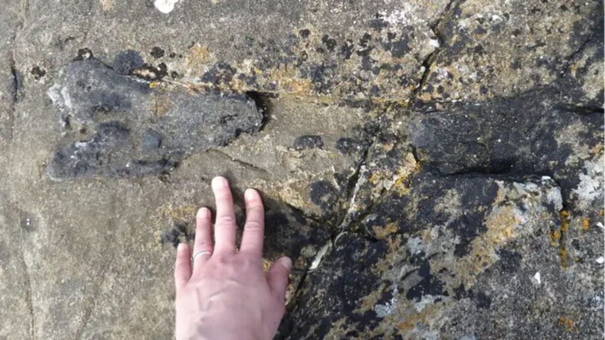 Fóssil O bebê dinossauro ajuda a preencher uma lacuna de milhões de anos na árvore genealógica dos dinossauros