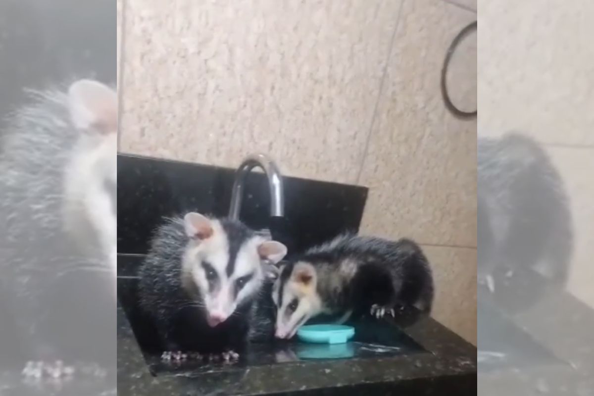 Dois gambás em cima da pia do banheiro olhando para a câmera Gambás em cima da pia do banheiro