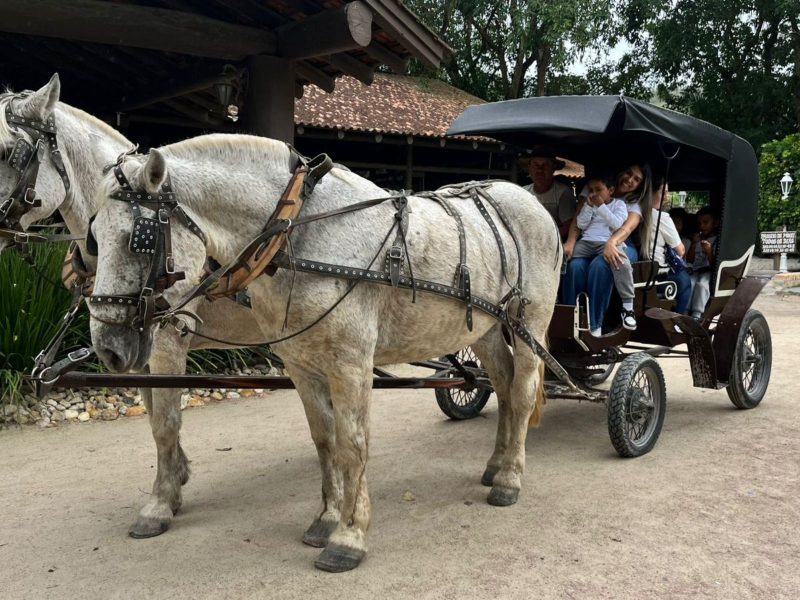 Alunos com TEA Imagem mostra dois cavalos brancos levando uma charrete. Dentro dela estão os alunos com TEA e as professoras