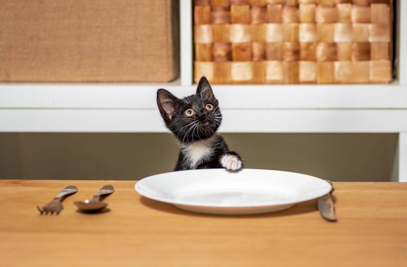 Gato com fome Gatinho preto e branco faminto sentado em uma mesa de madeira em frente a um prato e talheres vazios