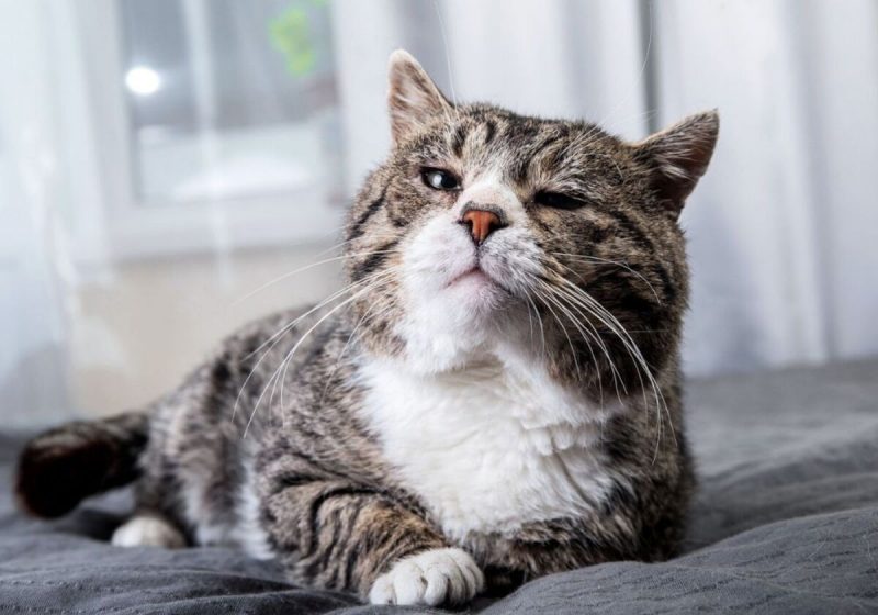 gato O gato está velho