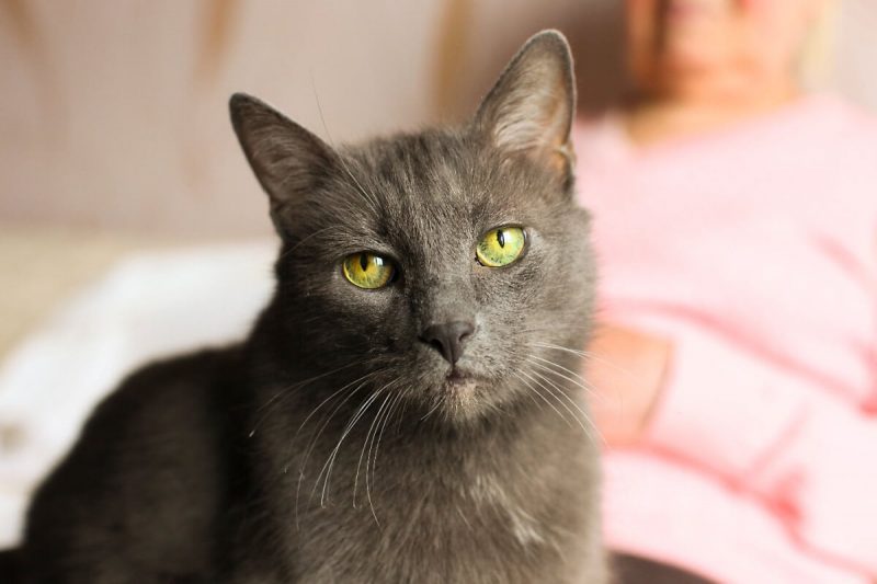 Gato Problema de audição e visão podem surgir quando o gato está velho
