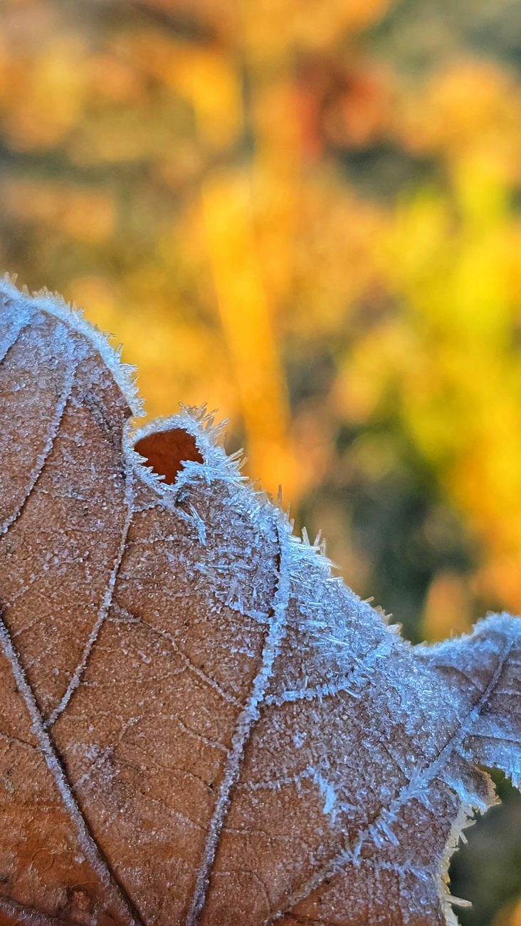 Geada Frio intenso deverá chegar nesta semana