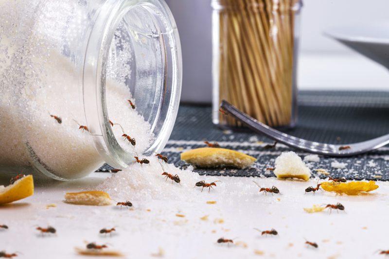 Formigas Formigas em um pote de açúcar