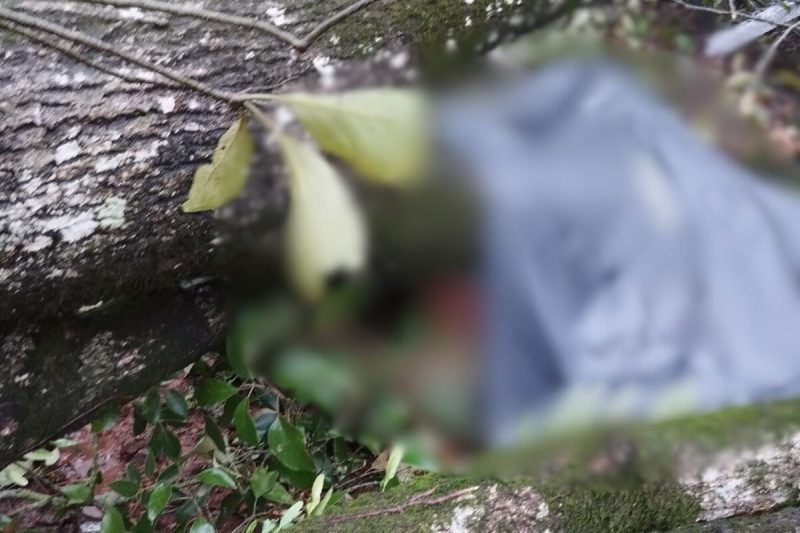 atingido por árvore O homem morreu após ser atingido por árvore durante vendaval em Palmitos