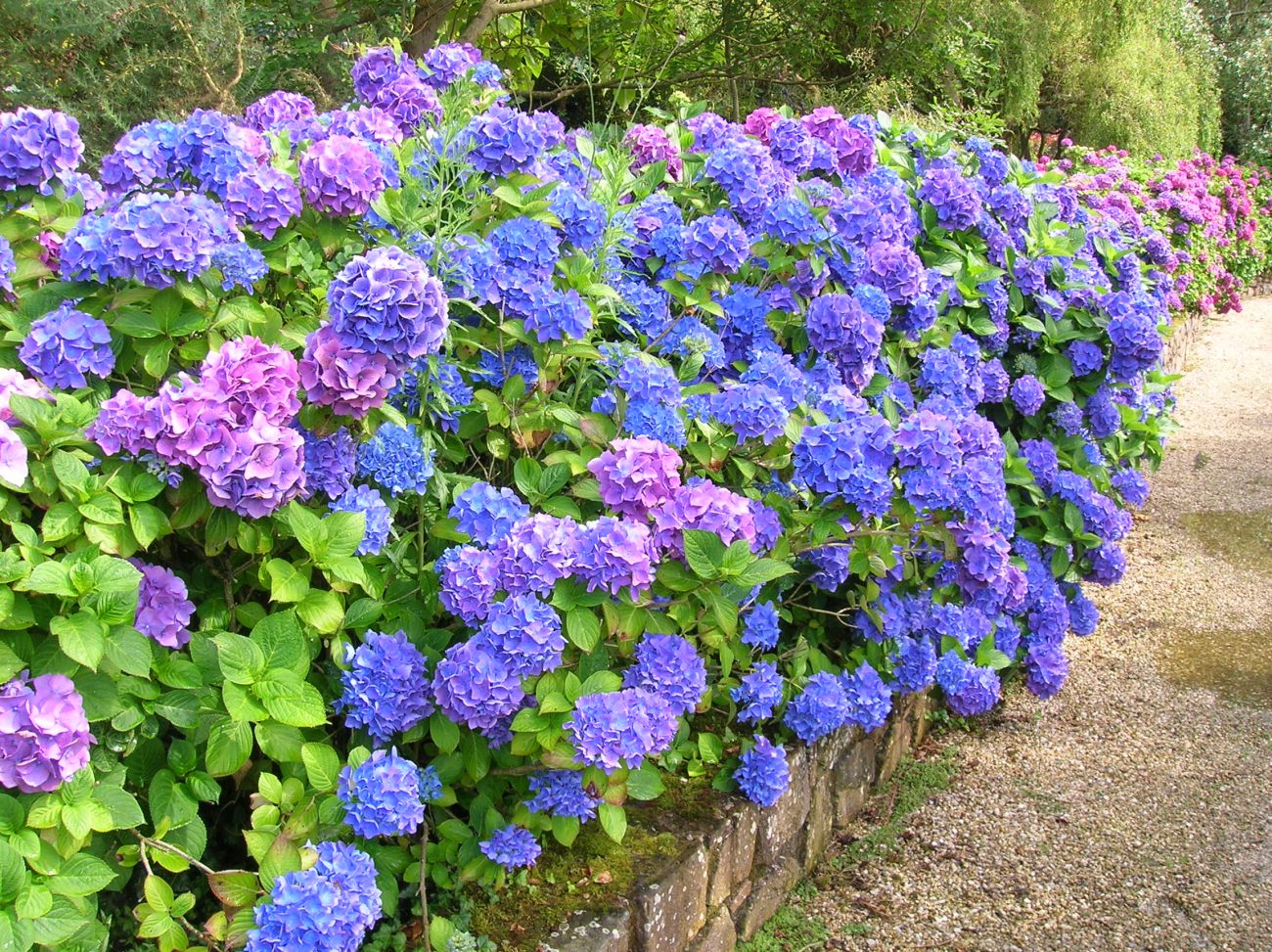 Hortênsias Hortênsias mudam de cor conforme o solo