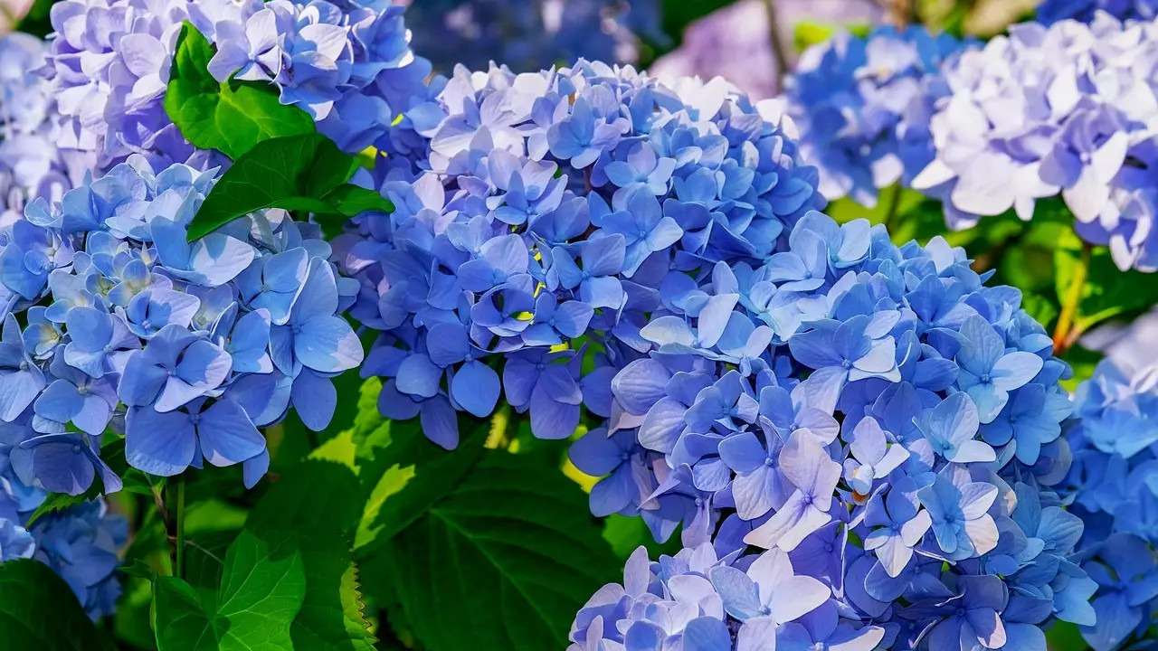Hortênsias azuis Hortênsias azuis