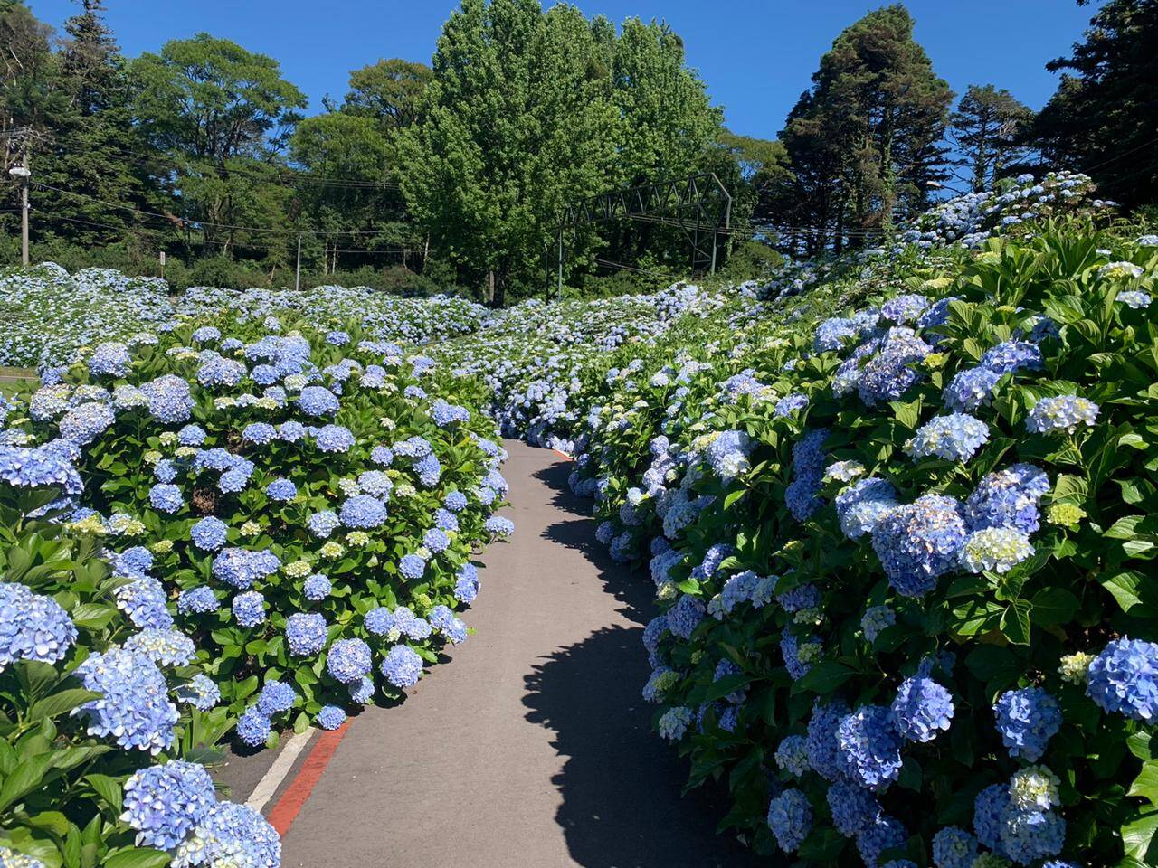 Hortênsias azuis Hortênsias azuis