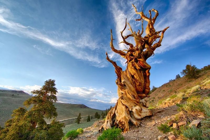 Pinus longaeva Árvore da espécie Pinus longaeva