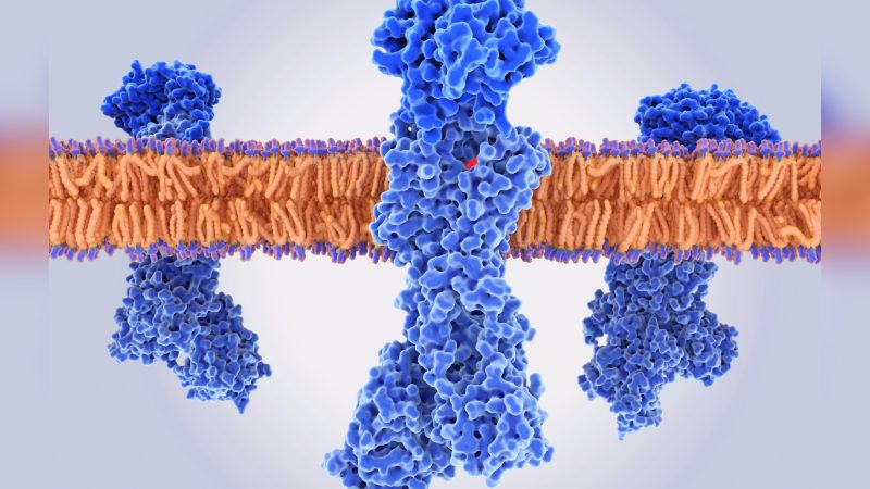 Bomba de prótons gástrica A bomba de prótons gástrica H+,K+-ATPase com um inibidor da bomba de prótons (IBP) ligado