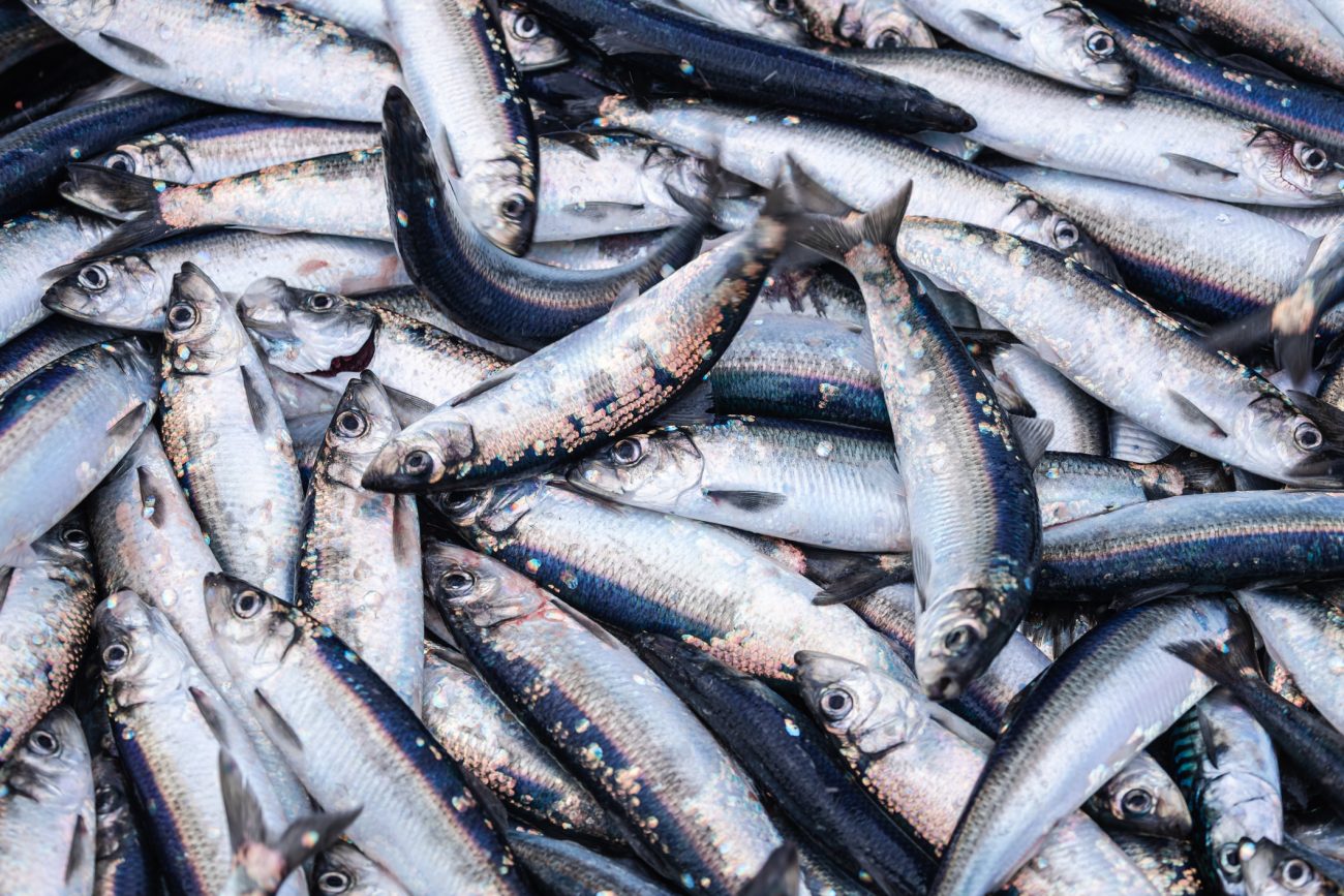 Pesca da sardinha movimenta comunidades e sustenta tradição no litoral catarinense