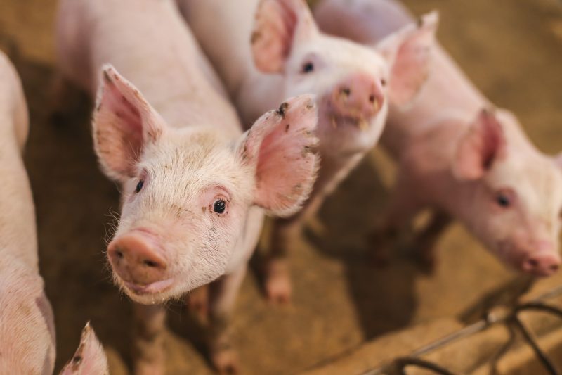 Santa Catarina lidera produção e exportação de carne suína no Brasil