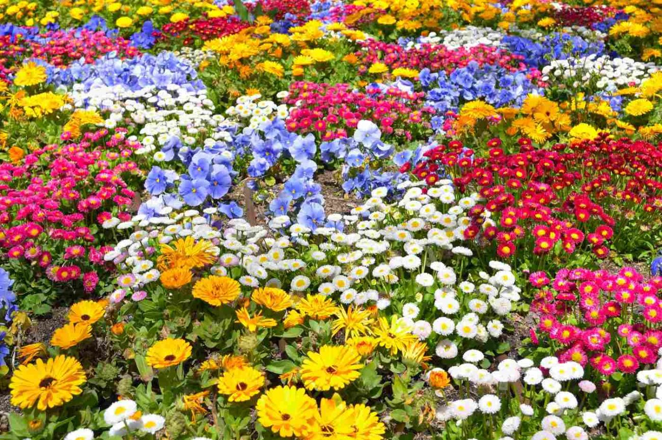 Veja 5 flores que crescem r&aacute;pido e deixe seu jardim lindo – Foto: Reprodu&ccedil;&atilde;o/ND