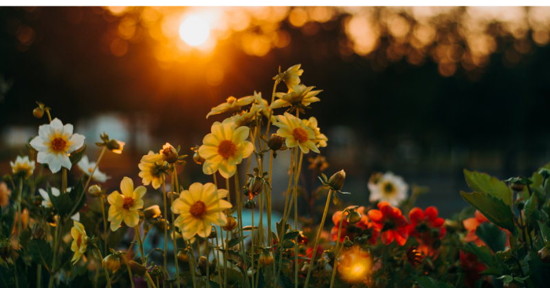 Jardim florido Imagens de uma plantação de flores coloridas, para fazer referência ao tema da matéria que é; decore seu jardim com as 4 flores rápidas e práticas