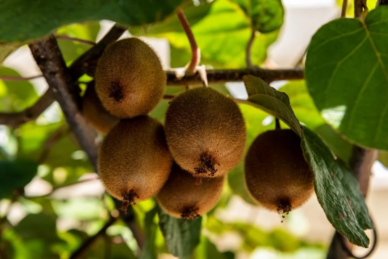 Kiwi Kiwi no pé