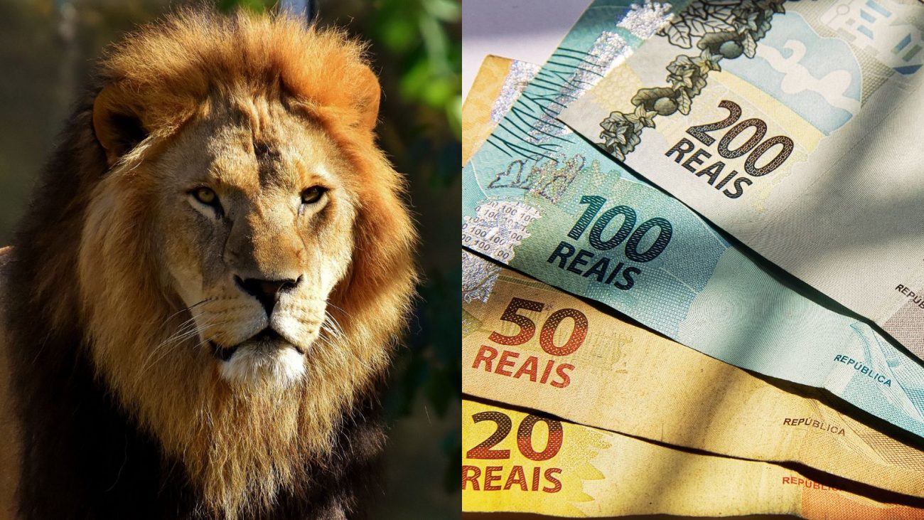 Imposto de Renda 2025 Imagem da cabeça de um leão em alusão ao leão da Receita Federal, ao lado de várias cédulas de real, notas de 200 reais, 100 reais, 50 reais e 20 reais interpostas numa mesa com algumas sombras para ilustrar como consultar o pagamento do primeiro lote da restituição do Imposto de Renda 2025.