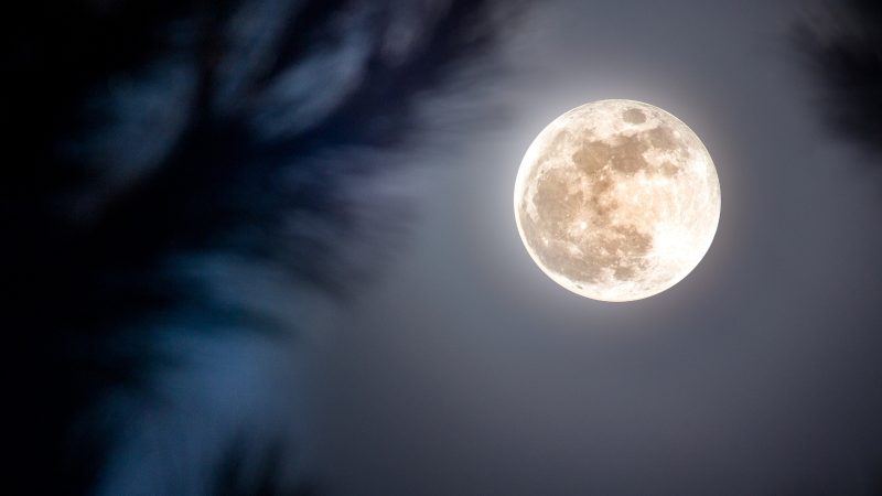 Lua Cheia Imagem de Lua Cheia atrás das florestas