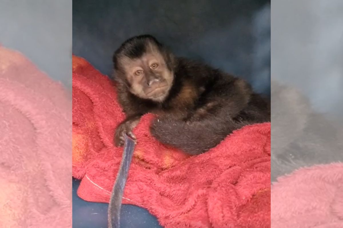 Macaco-prego resgatado em cima de uma cobertinha vermelha Macaco-prego restado em São Francisco do Sul