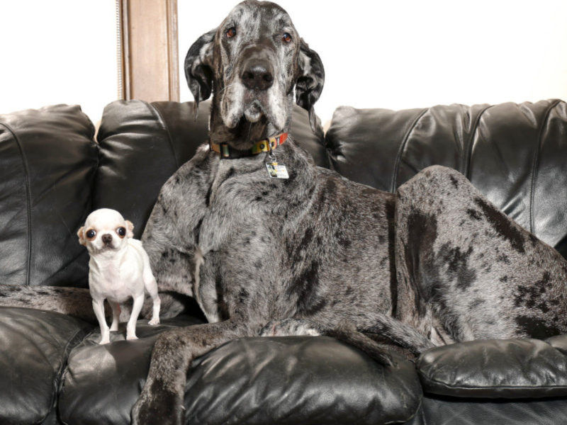 Maior e menor cachorro do mundo Maior e menor cachorro do mundo