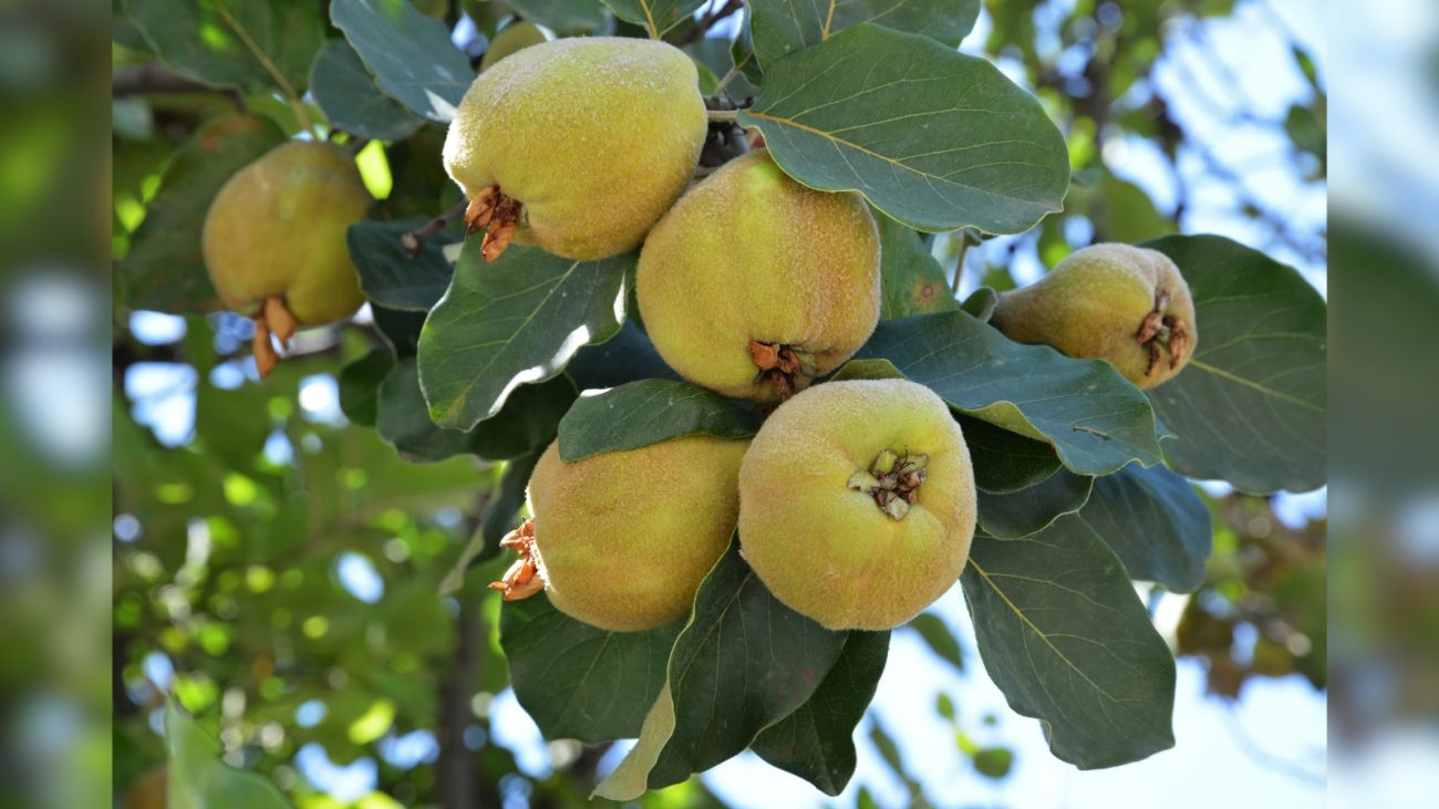 Árvore de marmeleiro Frutas de marmelo e árvore de marmeleiro