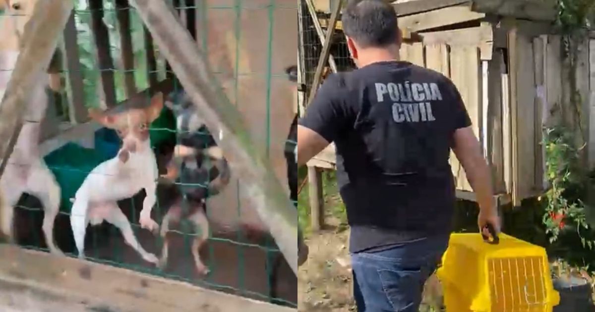Resgate de cães da raça pinscher em Santa Rosa do Sul