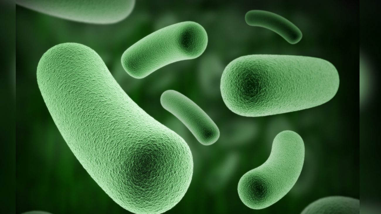 Imagem de microrganismos verdes em formato de bastão