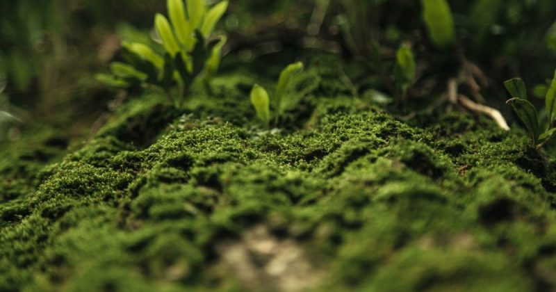Musgo no jardim Imagem de um tronco de árvore coberto de musgo, para ilustrar como ficaria o chão coberto dessa espécie na decoração de um jardim
