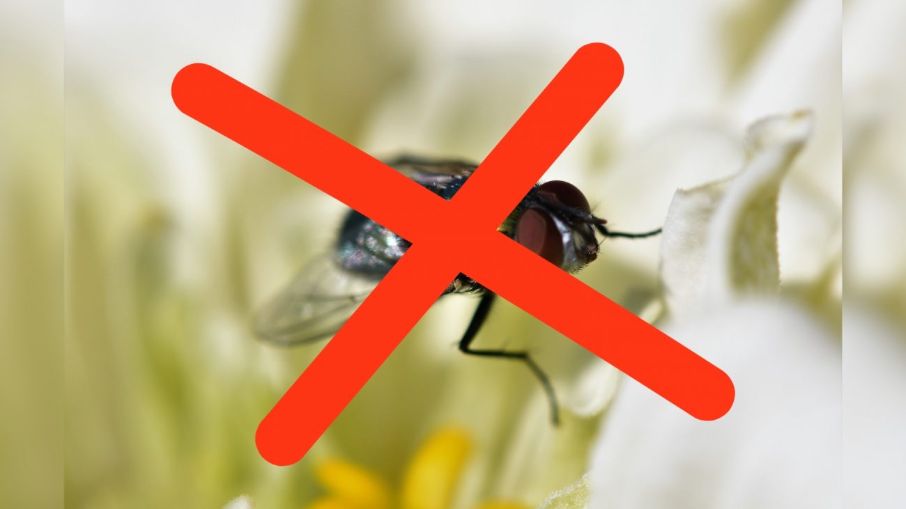 mosca voando Imagem de mosca voando com um xis em cima dela