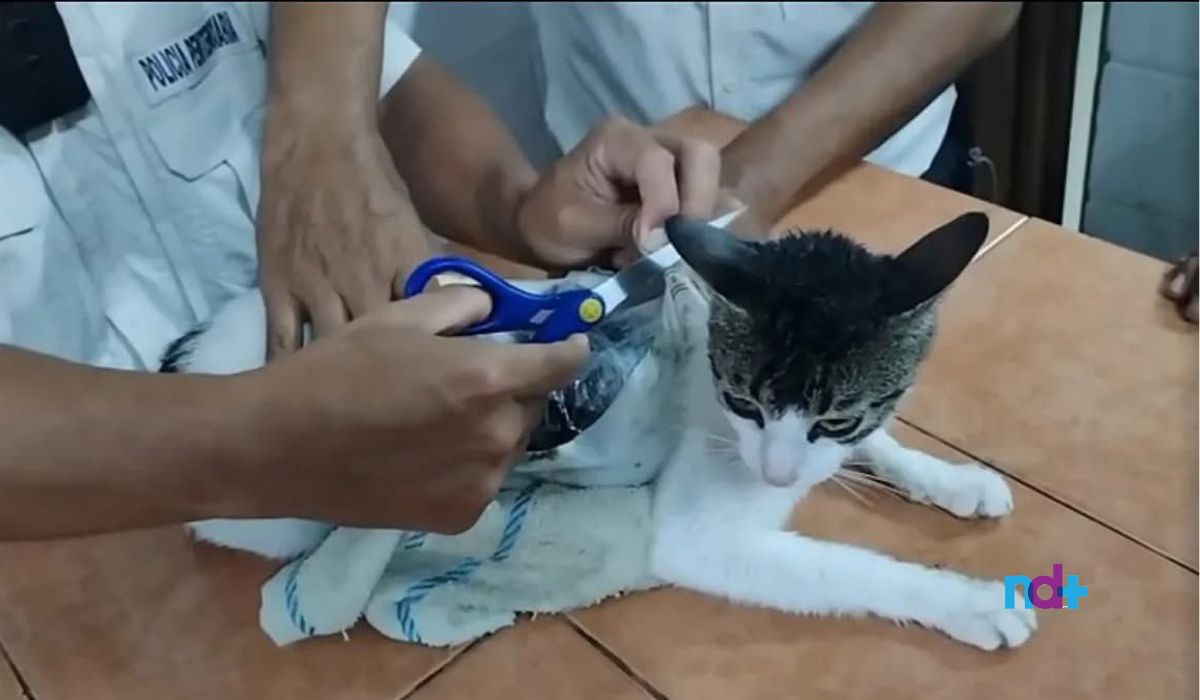 Drogas sendo retiradas do corpo do 'narcogato' 'Narcogato' carregava maconha e pasta de crack para dentro do presídio